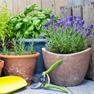 £25 Outdoor Plant Subscriptions