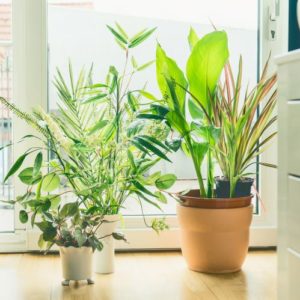 House Plant Subscription
