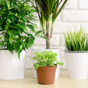 Houseplant Subscriptions