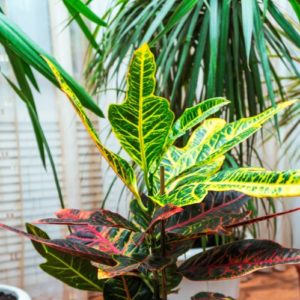 Plant Subscriptions