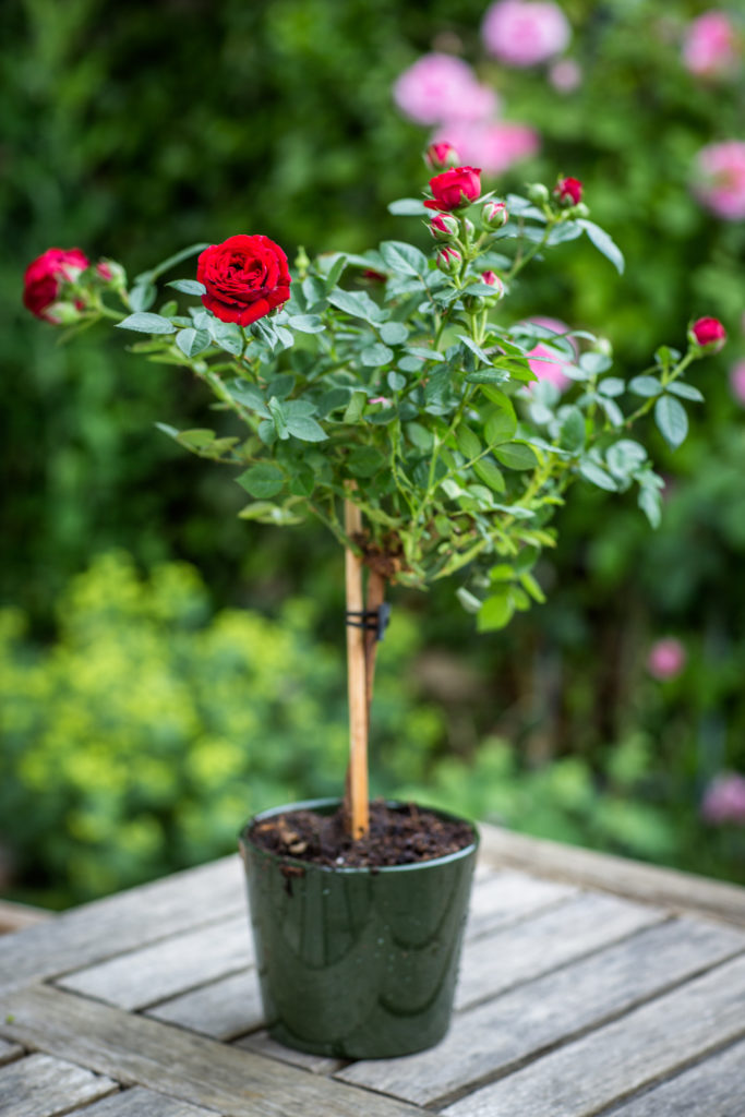 Anniversary Rose Bush - Red