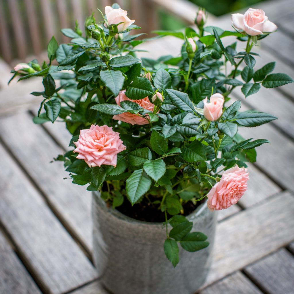 Pink Rose Bush