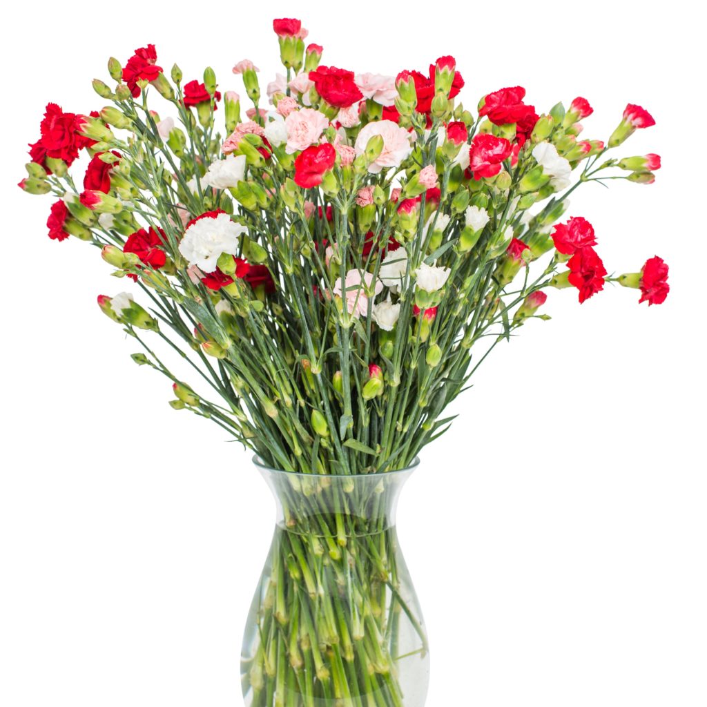 Spray Carnations - Mixed