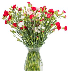 Spray Carnations - Mixed