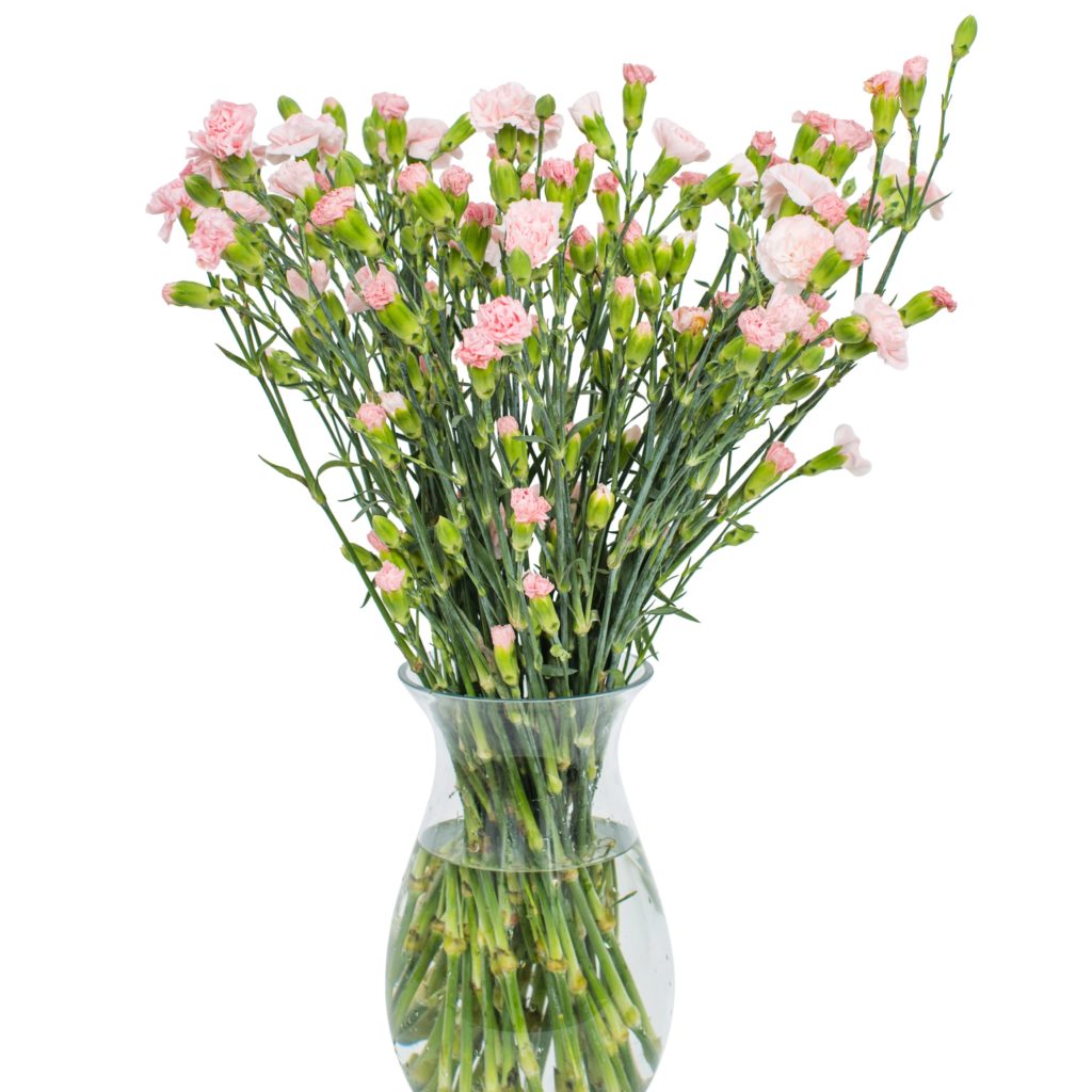 Spray Carnations - Pink