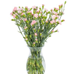 Spray Carnations - Pink