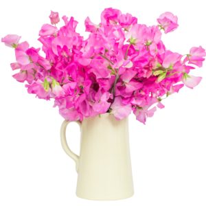 Sweet Peas - Bright Pink