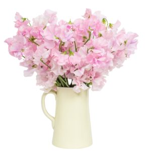 Subscription Flowers - Sweet Peas