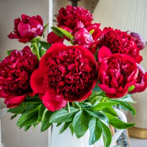 Peonies - Deep Red