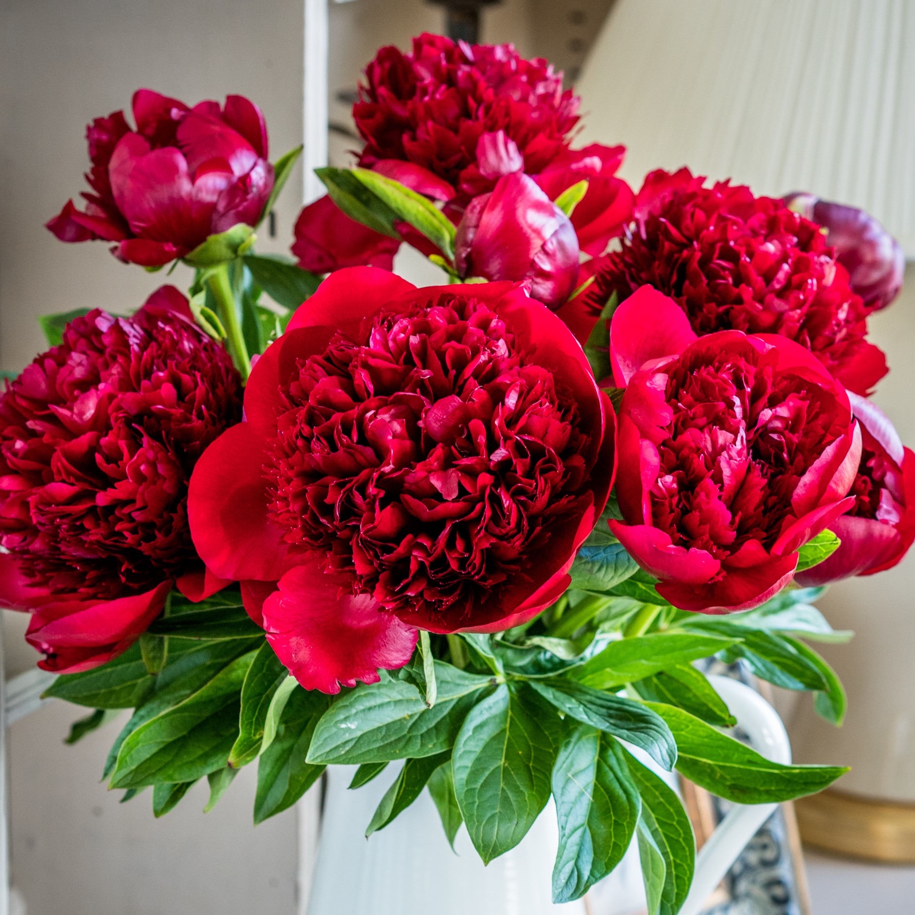 Peonies - Deep Red | Beautiful Red Charm Peonies by Flourish