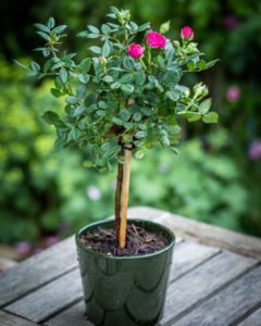 Anniversary Rose Bush - Pink