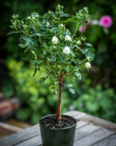 Anniversary Rose Bush - White