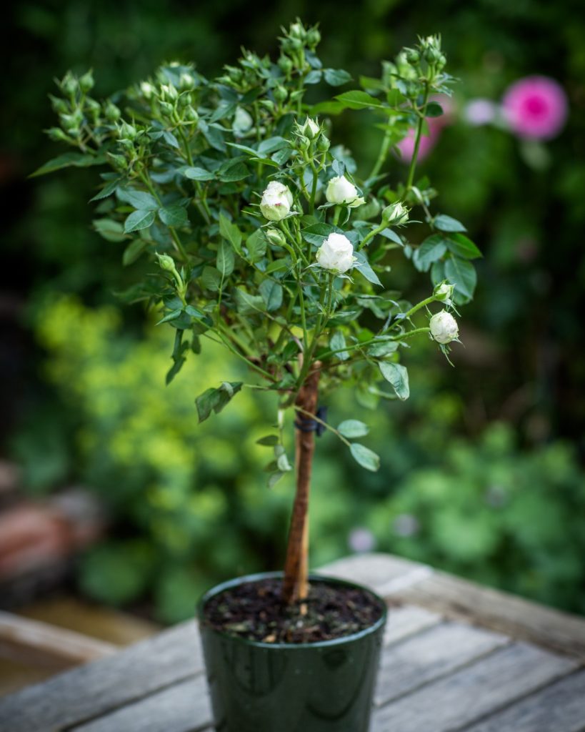 Anniversary Rose Bush - White