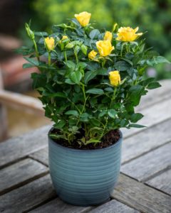 Golden Wedding Anniversary - Yellow Rose Bush