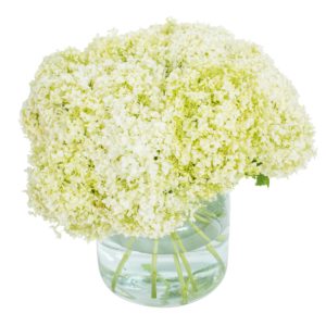 Hydrangea - Annabele