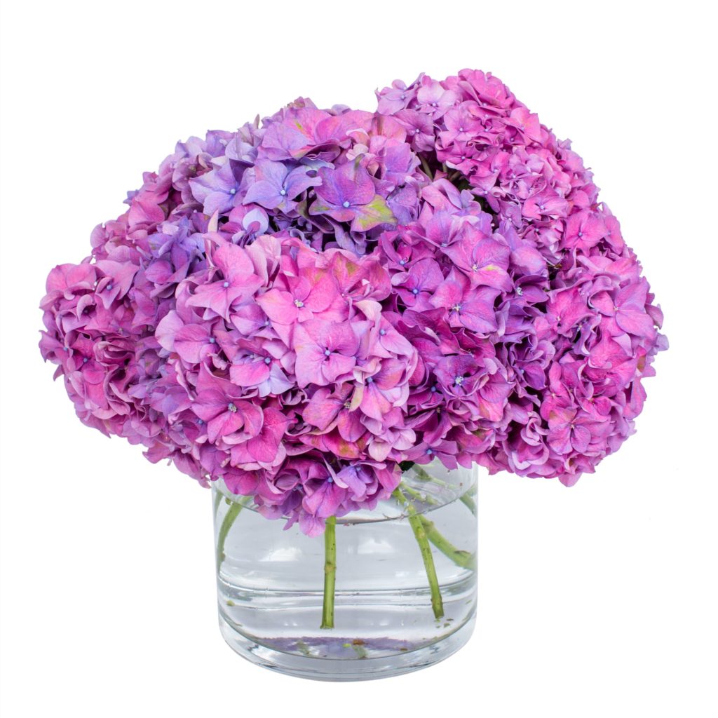 Purple Hydrangea - Ansta Rose