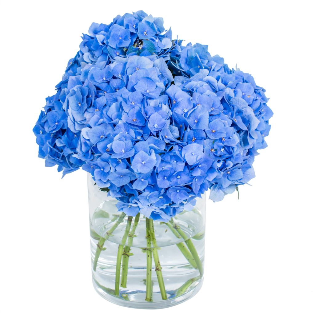 Hydrangea - Bela Blue