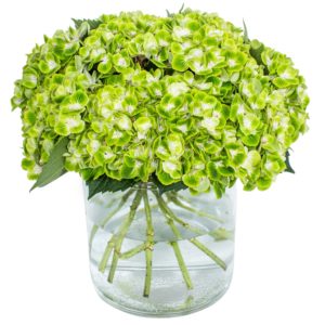 Hydrangea - Emerald Cloud