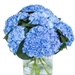 Hydrangea - Margarita Blue