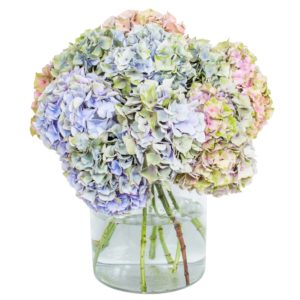 Hydrangea - My Minerva