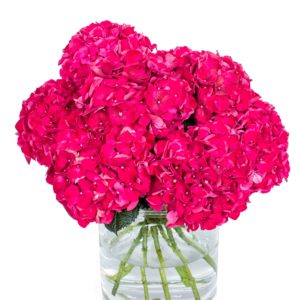 Hydrangea - Ruby Red