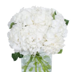 White Hydrangea - Schneeball White