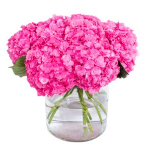Hydrangea - Sibilla Red