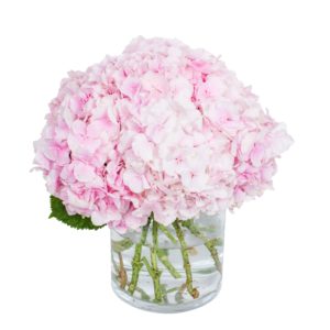 Pink Hydrangea - Verena Light Pink