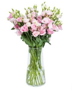 Lisianthus - Arena Light Pink