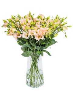 Lisianthus - Falda Apricot