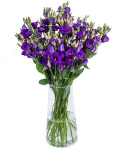 Lisianthus - Rossi Blue