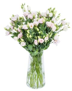 Lisianthus - Rossi Rose Pink