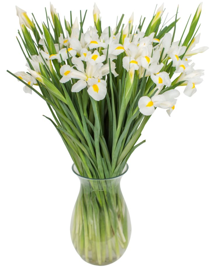 White iris Bouquet