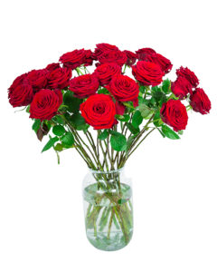 24 Long Stemmed Red Roses - Fresh Red Roses, Red Roses Delivery, 24 Red Roses, Red Roses Bouquet, 24 Red Roses Bouquet, Red Roses Delivered, Red Roses UK, Buy Red Roses, Send Red Roses