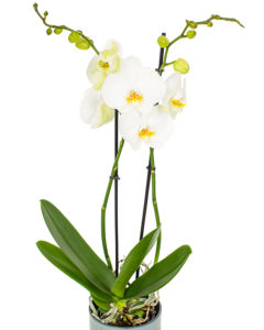 Phalaenopsis Orchid - Soft White & Yellow Eyes - Double Stem