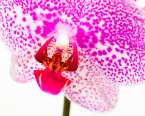 Phalaenopsis Orchid Subscriptions