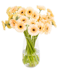 Gerbera Mini - Peach & Brown Eyes