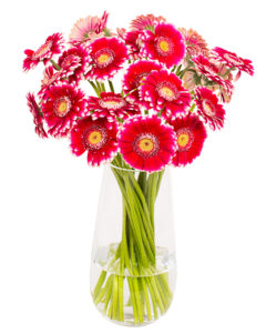 Gerbera Mini - Pink & Yellow Eyes