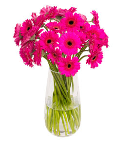 Gerbera Mini - Pink