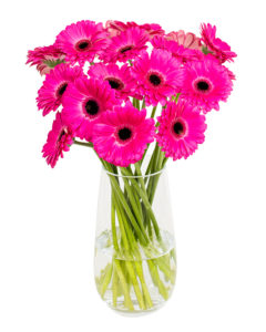 Gerbera Mini - Cerise Pink