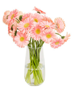 Gerbera - Soft Pink