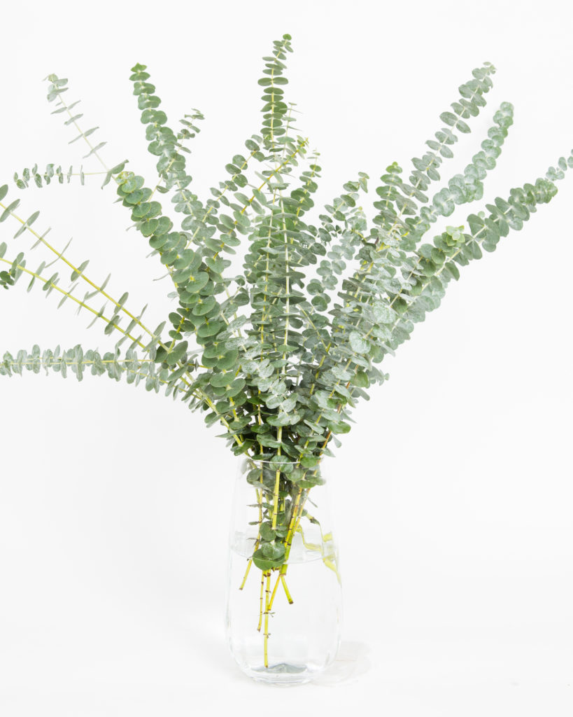 Eucalyptus Bouquets - Baby Blue