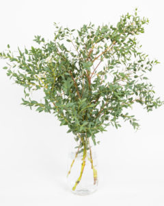 Eucalyptus Bouquets - Parvifolia