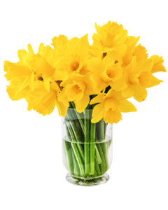 Bunches of Daffodils