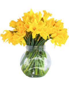 Daffodils
