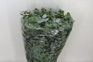 Eucalyptus Bouquets - Mixed Subscription
