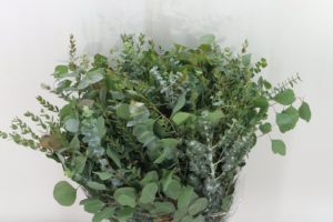 Eucalyptus Bouquets - Mixed Subscription