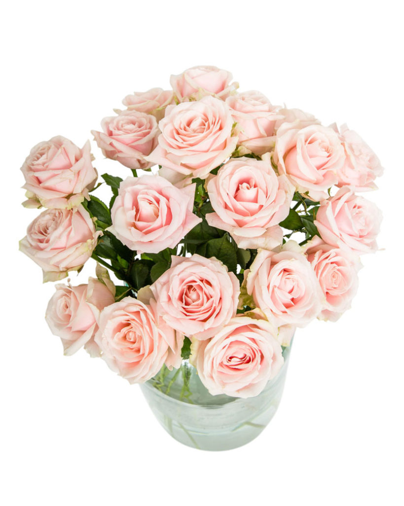 12 Long Stemmed Soft Pink Roses - Fresh Pink Roses, Pink Roses, Pink Roses Bouquet, 12 Pink Roses, Pale Pink Roses, Pink Rose Bouquet, Sweet Avalanche Roses, Pink Roses Delivery