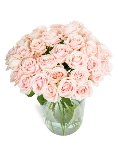30 Long Stemmed Soft Pink Roses - Fresh Pink Roses, Pink Roses, Pink Roses Bouquet, 30 Pink Roses, Pale Pink Roses, Pink Rose Bouquet, Sweet Avalanche Roses, Pink Roses Delivery