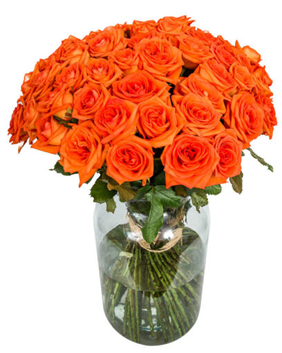 50 Long Stemmed Orange Roses – 50 Orange Roses, Fresh Orange Roses, Orange Roses Delivery UK, Orange Roses Bouquet, Orange Roses UK, Orange Roses Delivery, Orange Rose Bouquet